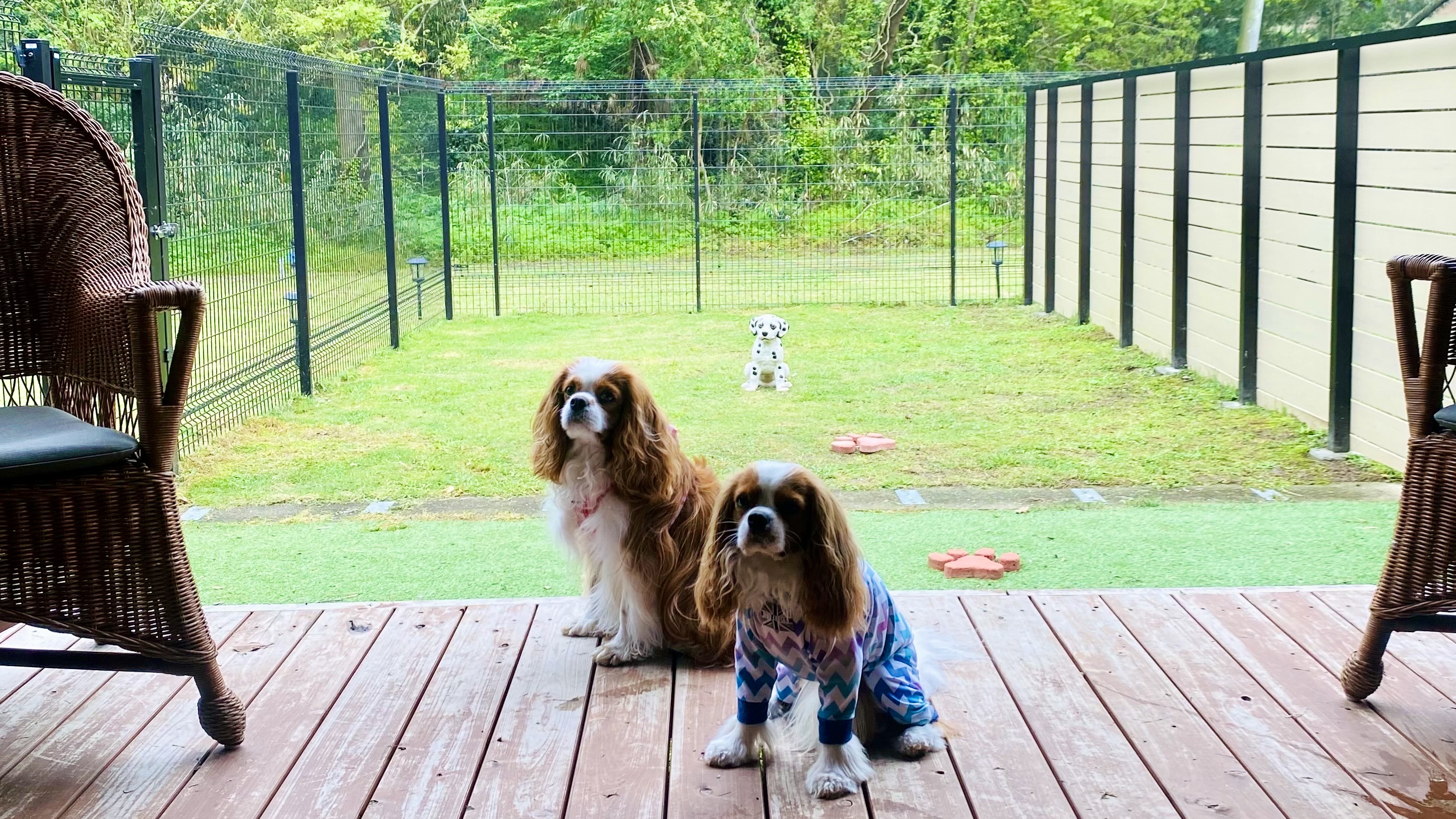pet image 1