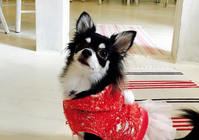 pet image 1