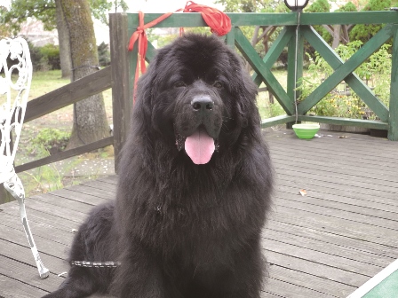 pet image 1