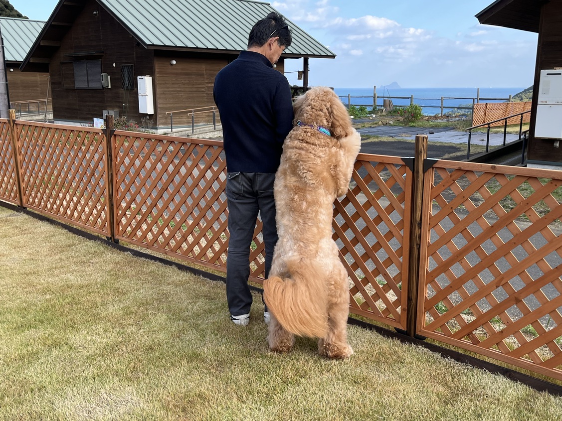 pet image 1