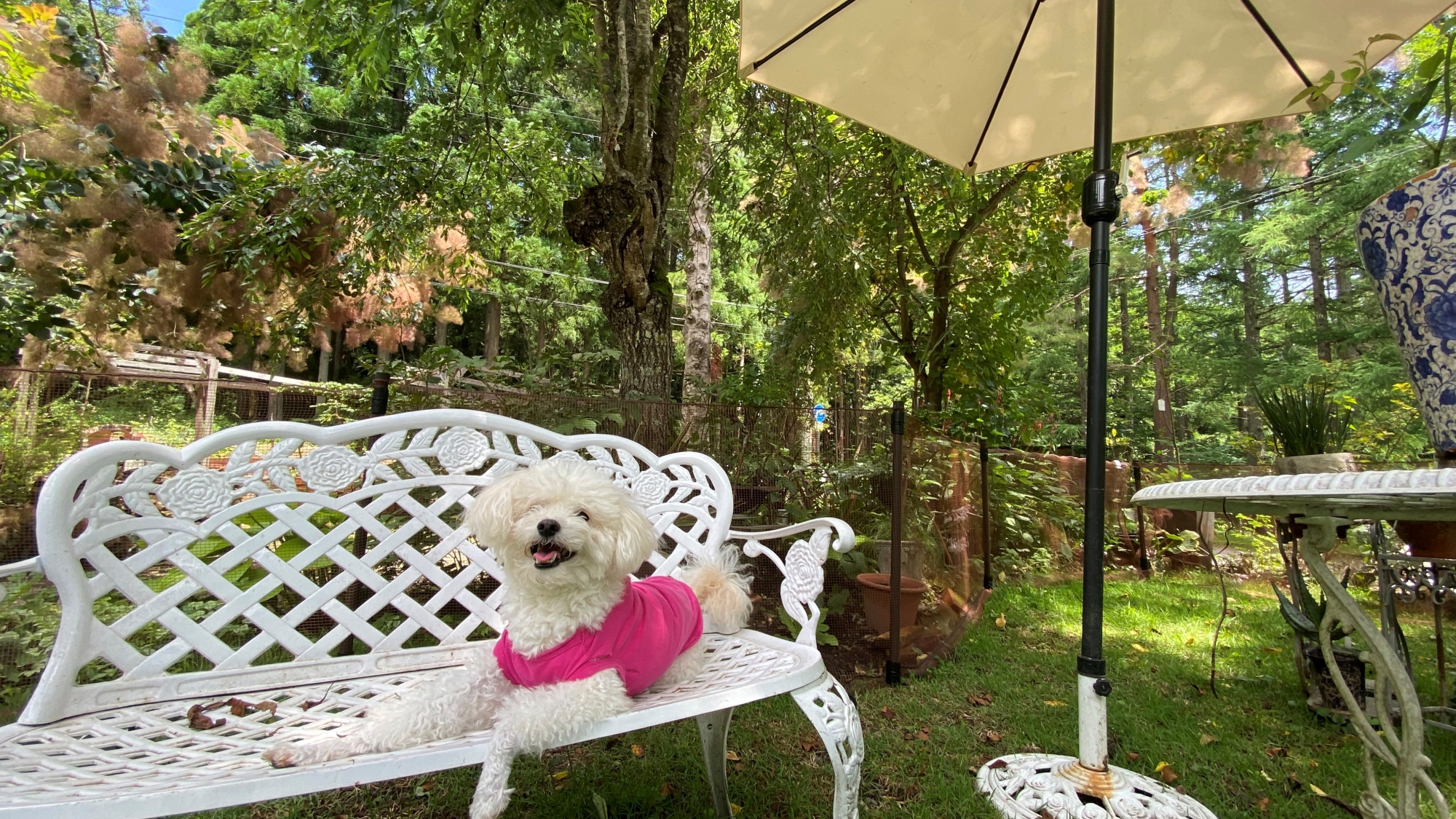 pet image 1