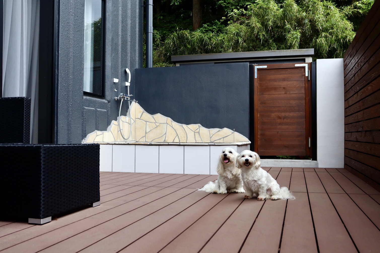 pet image 1