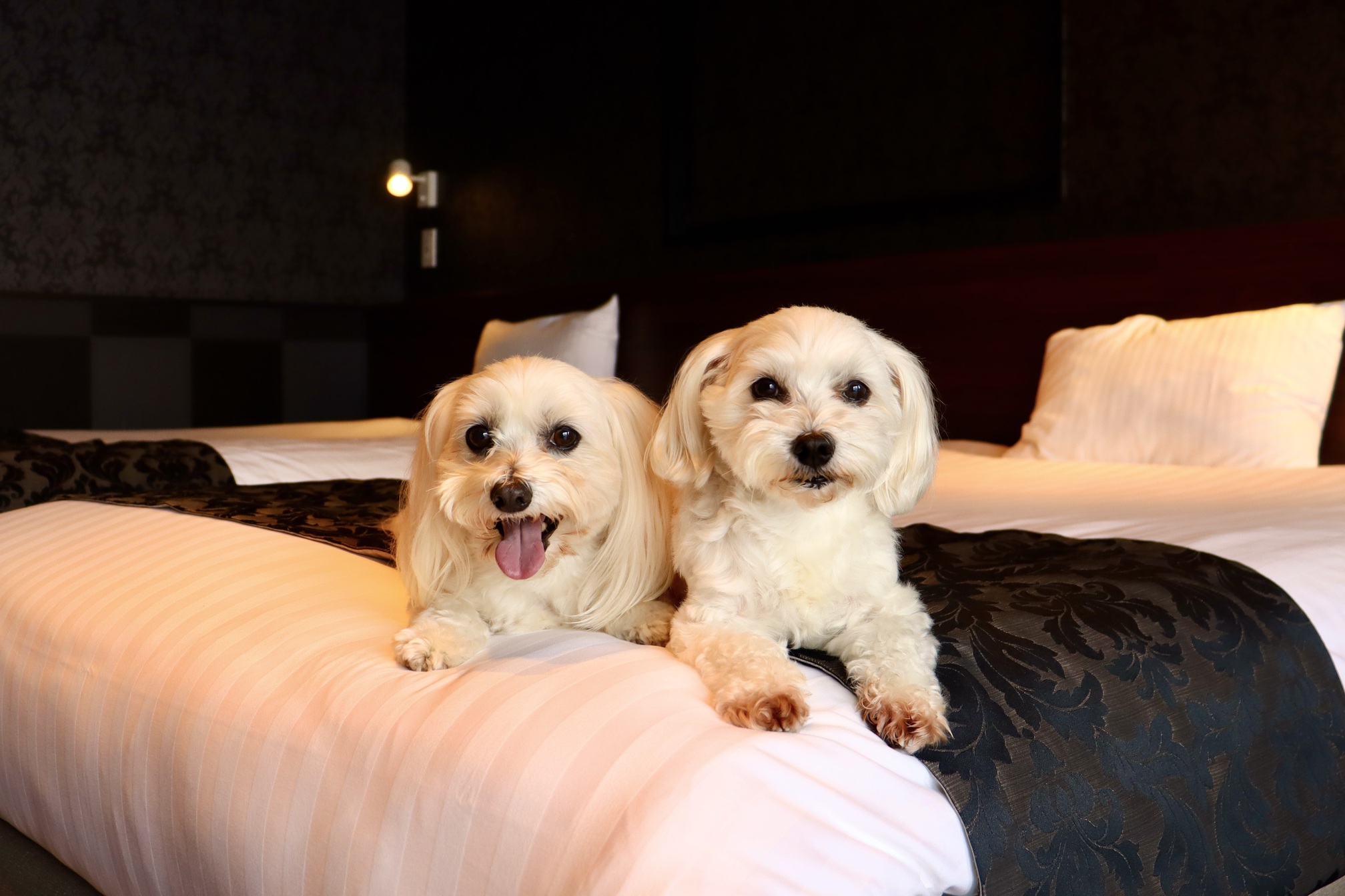 pet image 1