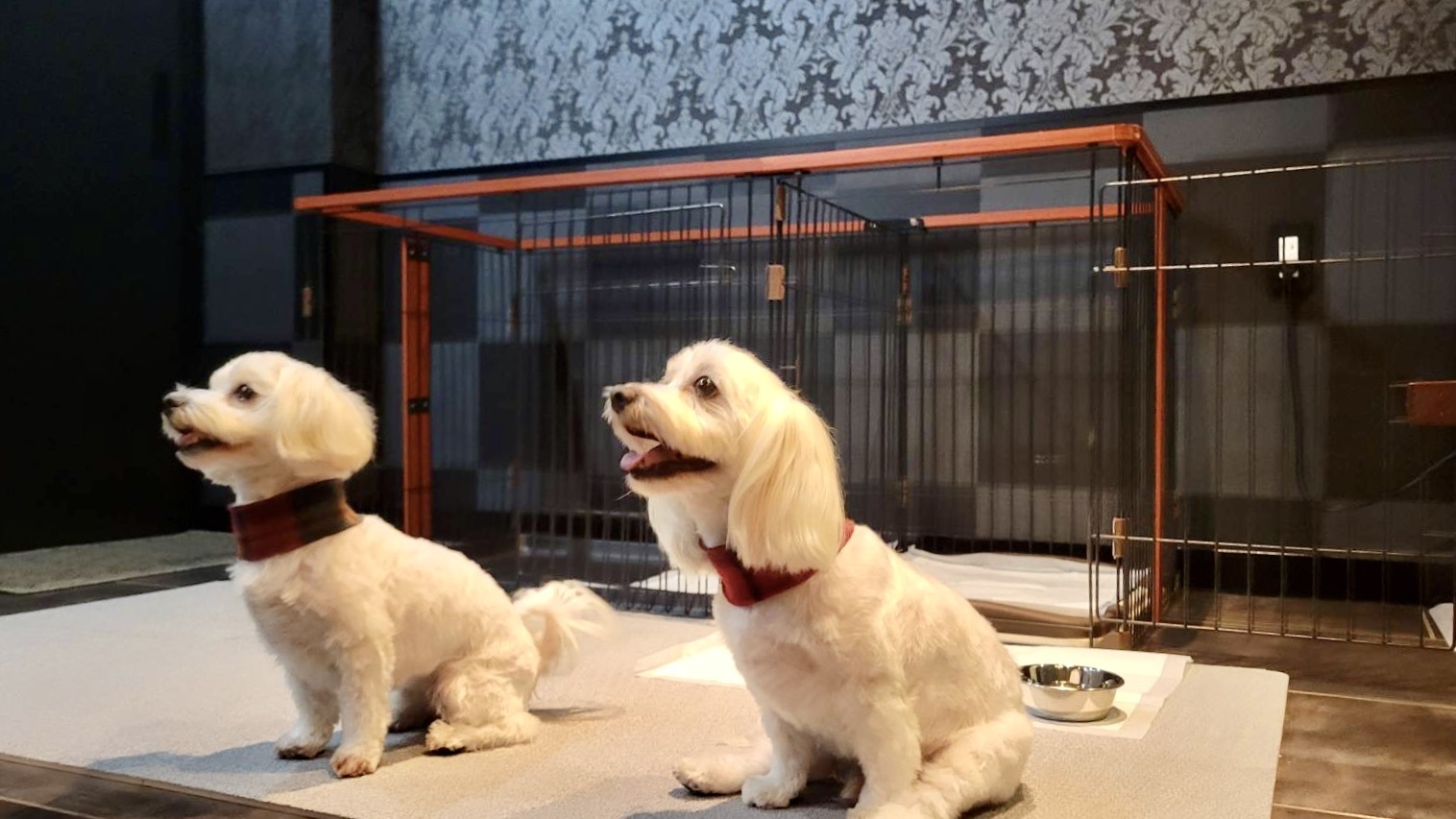 pet image 1