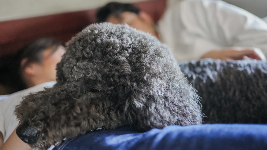 pet image 1