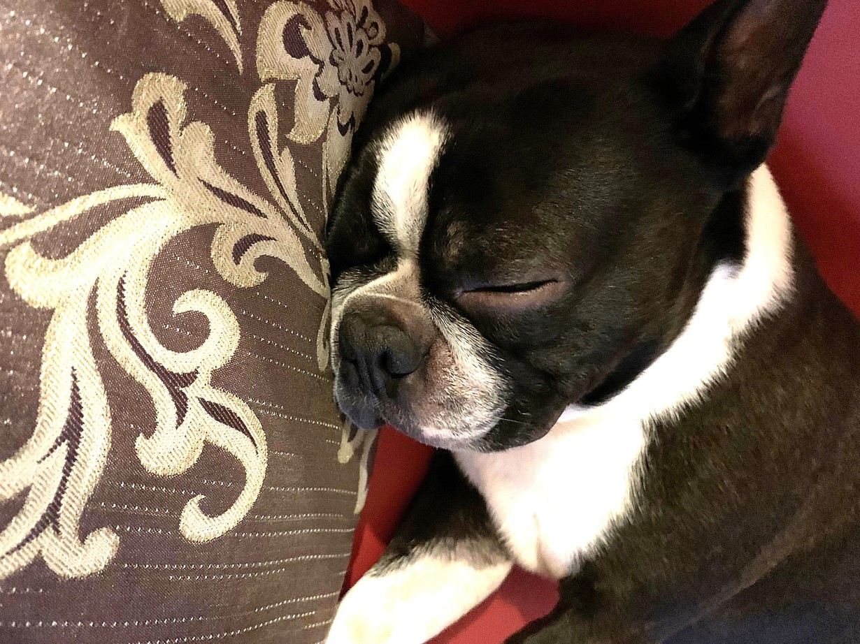 pet image 1