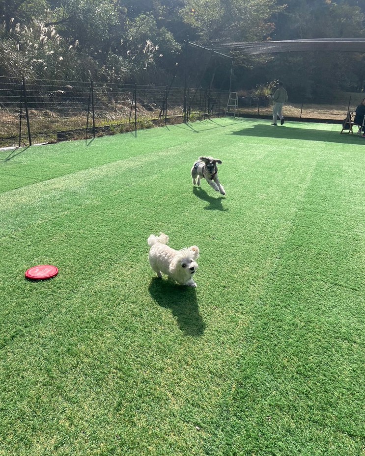 pet image 1