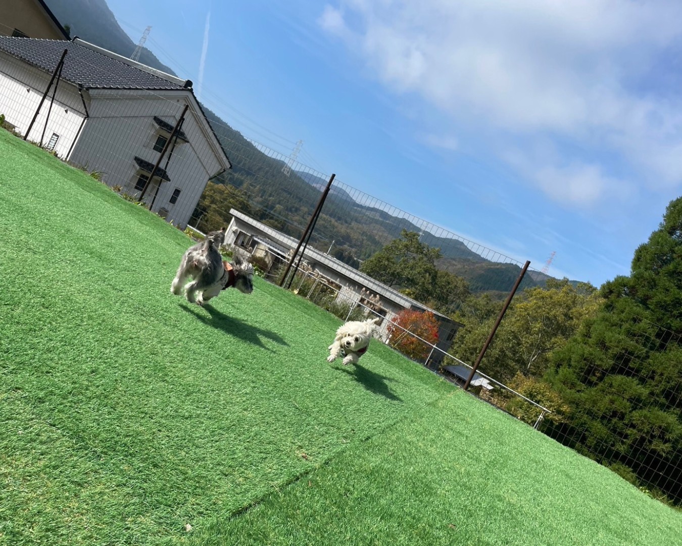 pet image 1