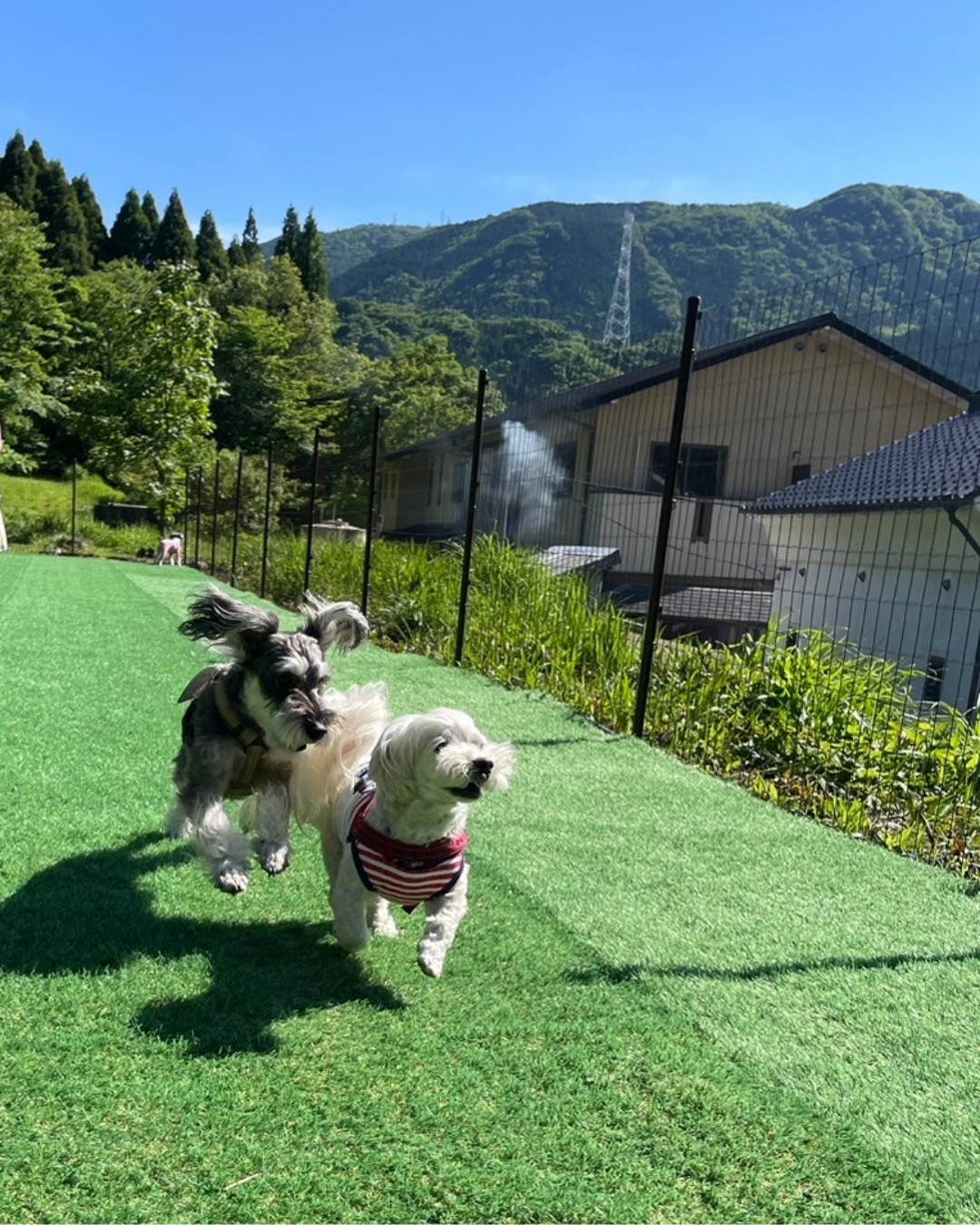 pet image 1