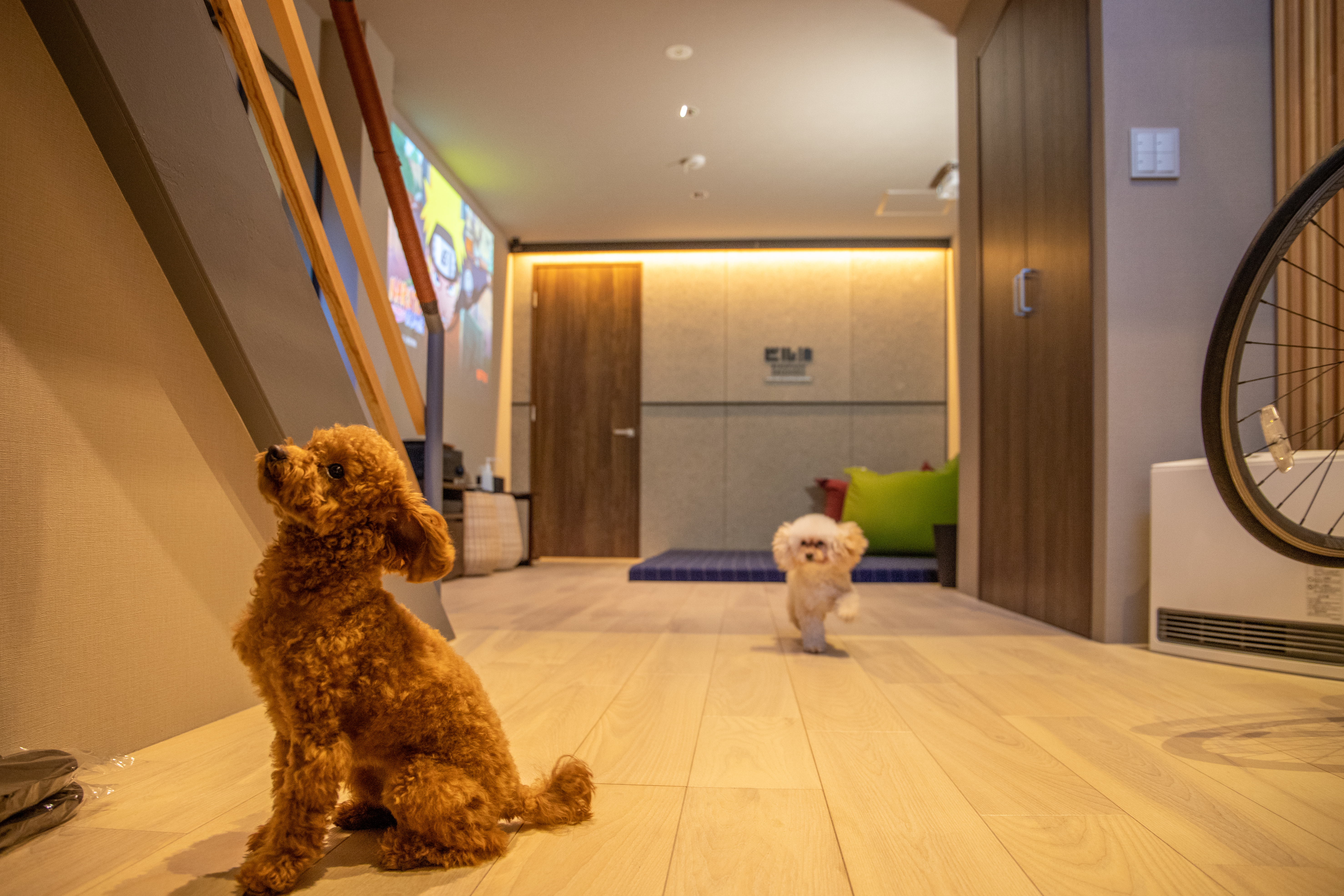 pet image 1