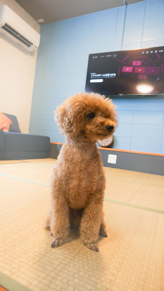 pet image 1
