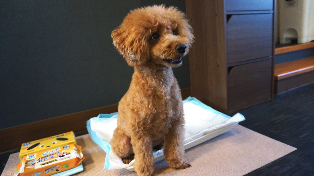 pet image 1