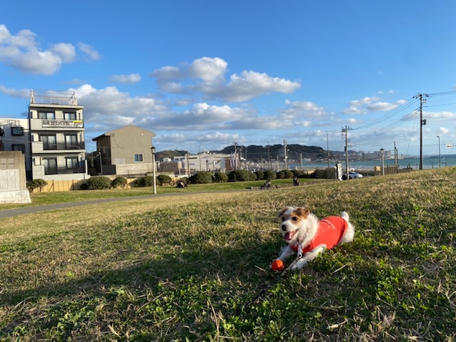 pet image 1
