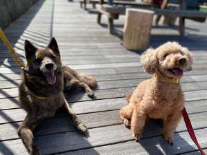 pet image 1