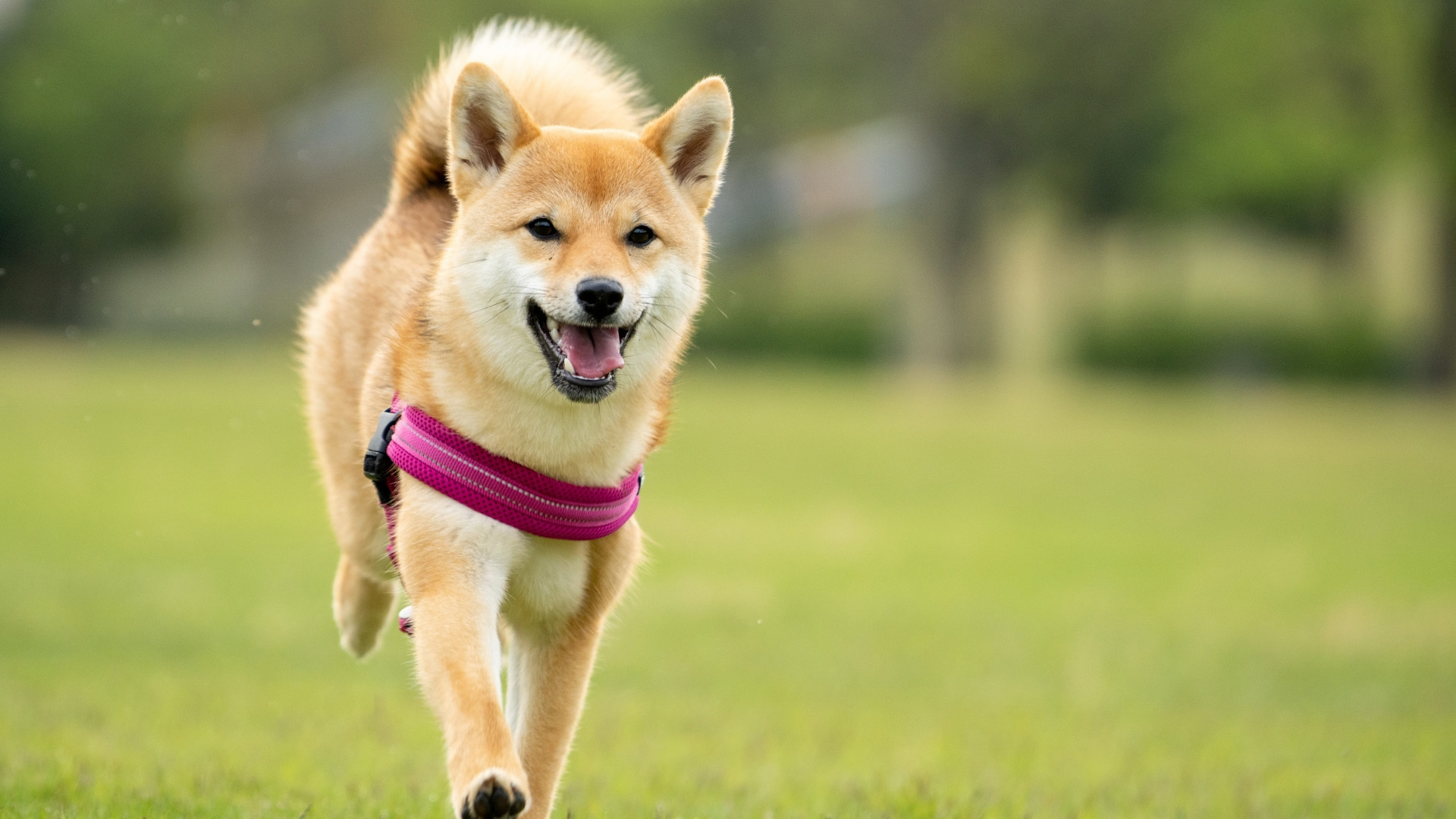 pet image 1