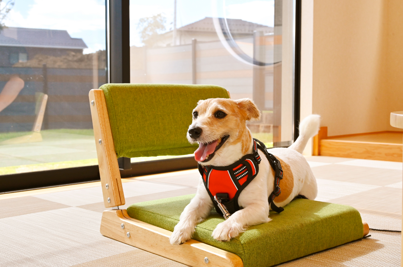 pet image 1
