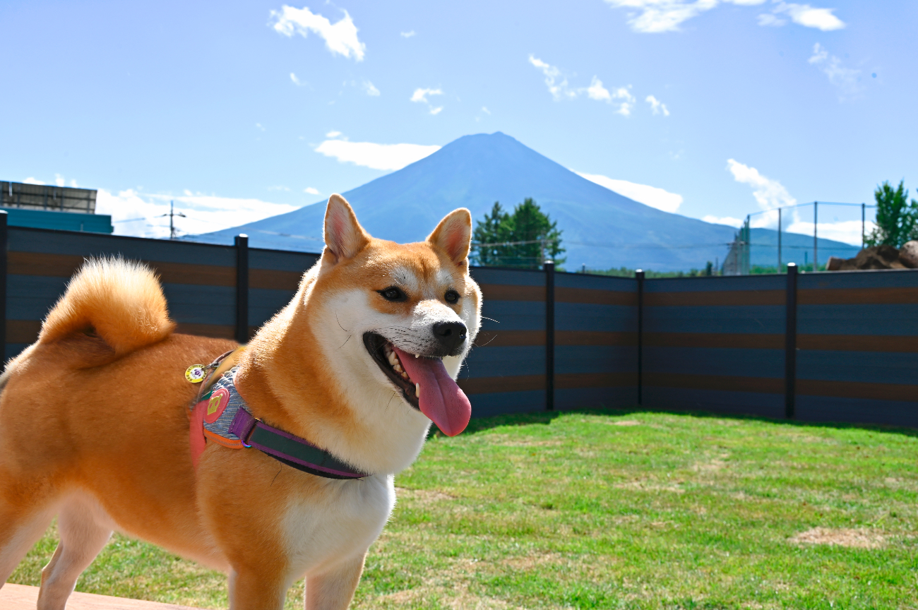 pet image 1