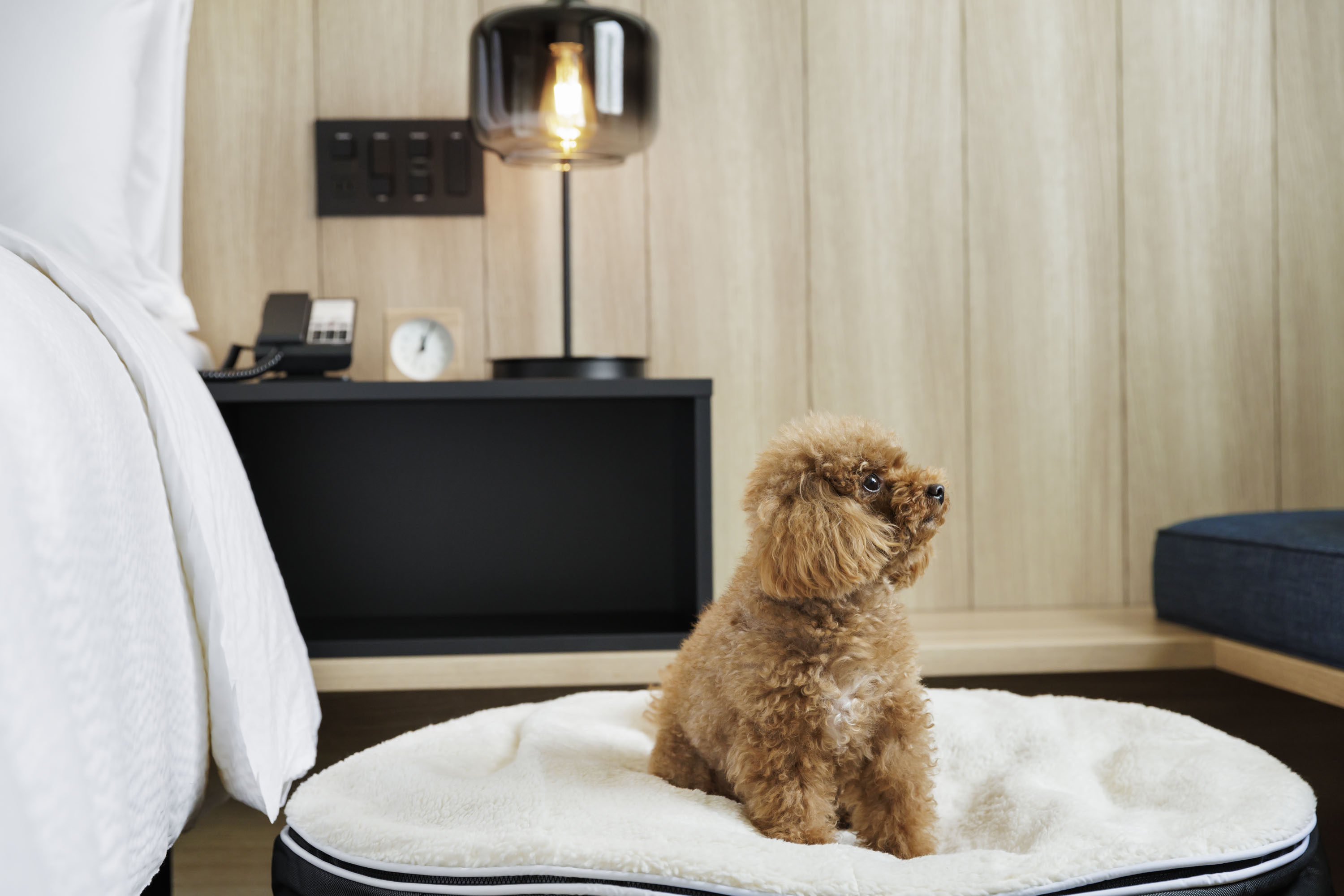 pet image 1