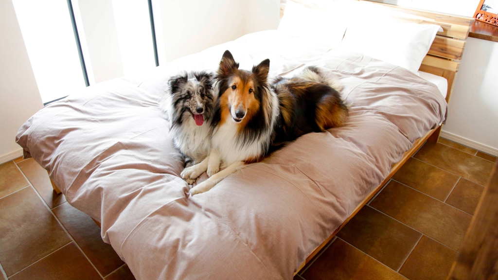pet image 1