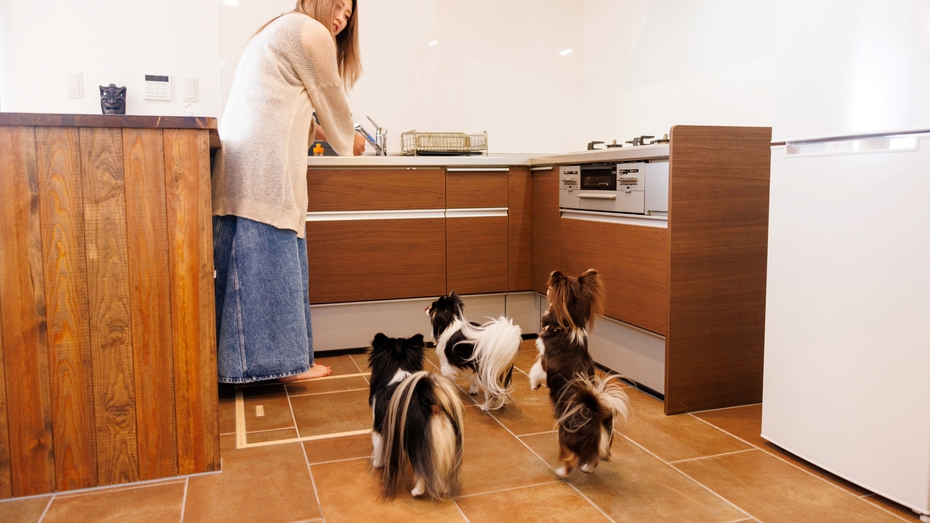 pet image 1