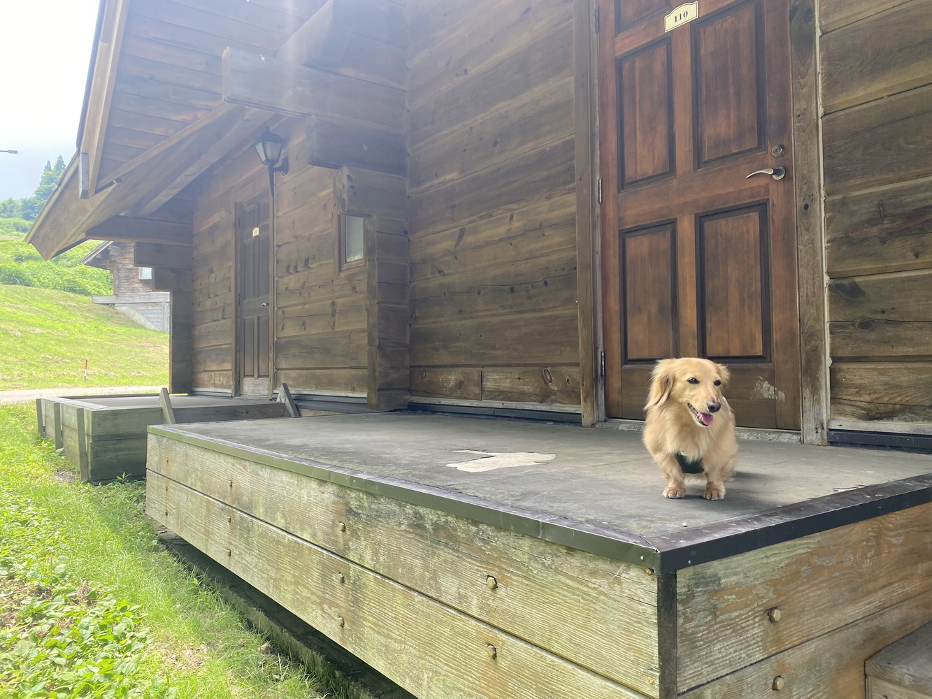 pet image 1