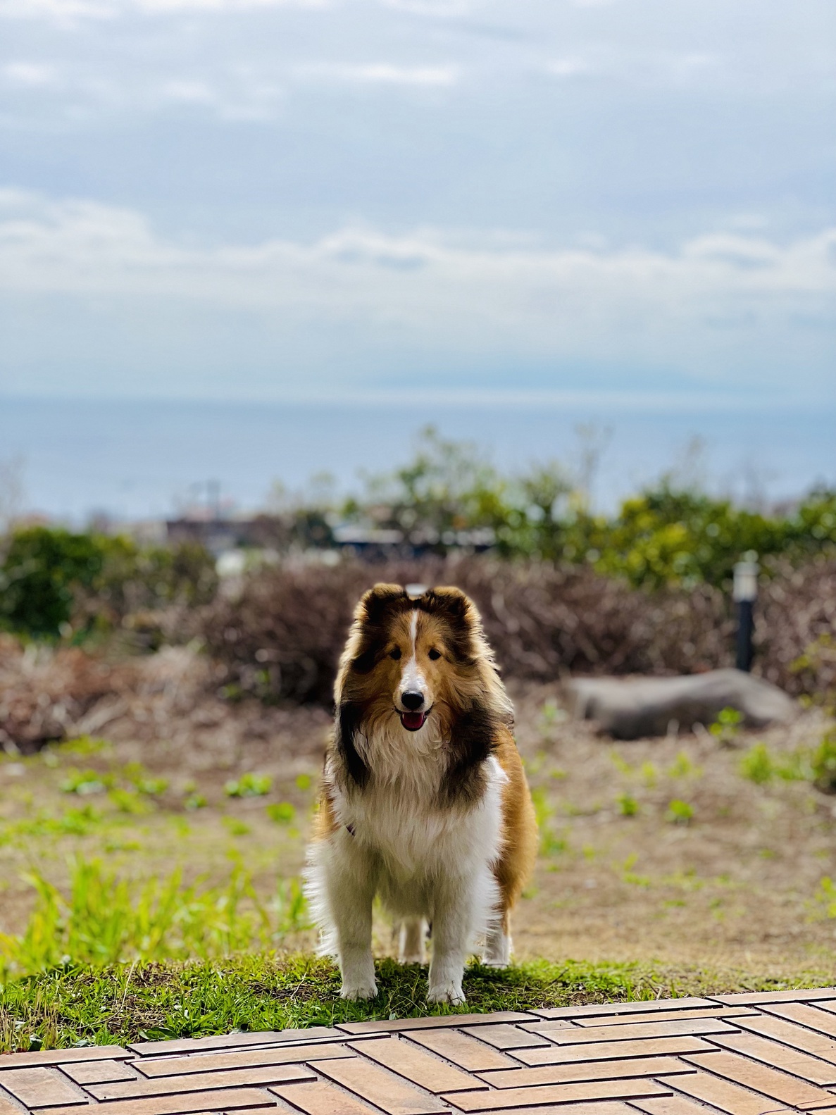 pet image 1