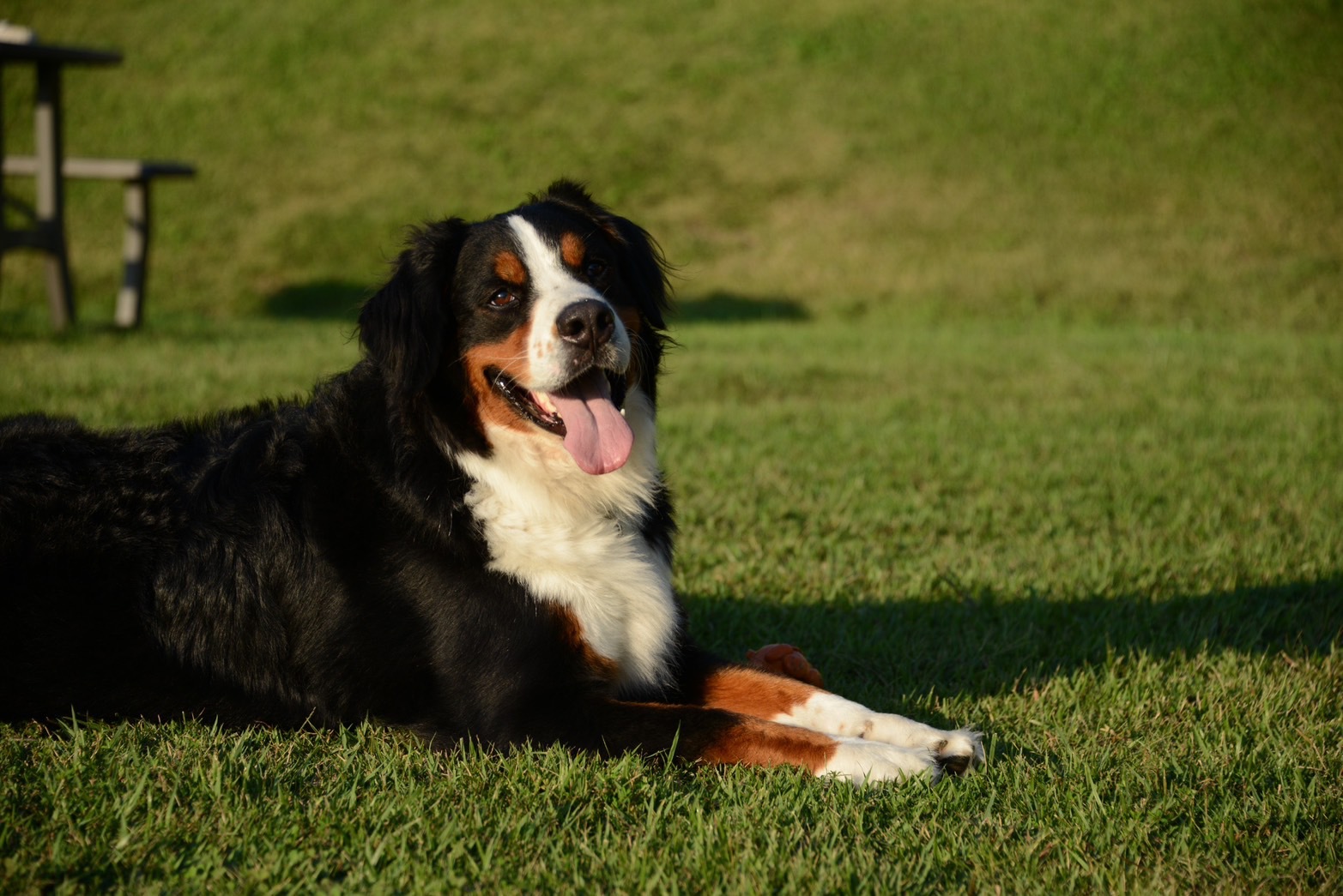 pet image 1