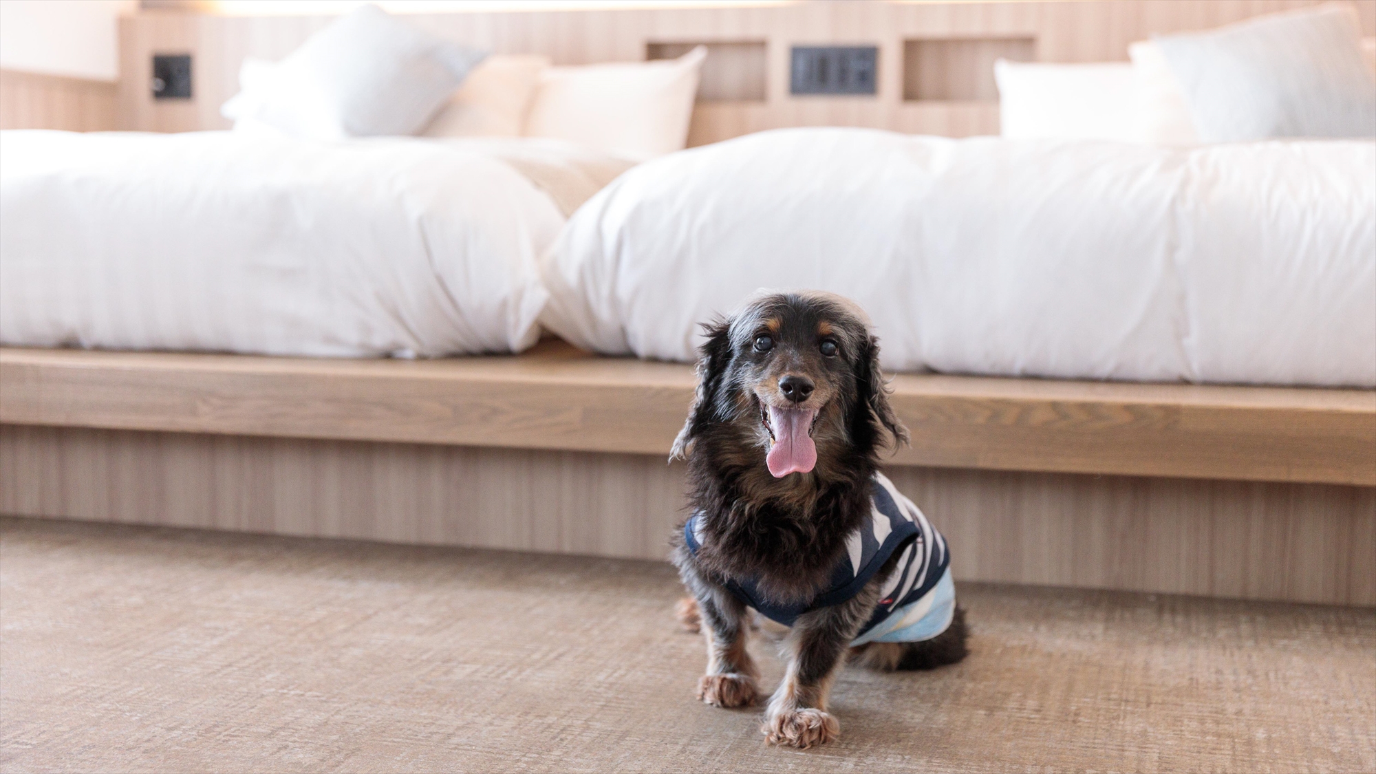pet image 1