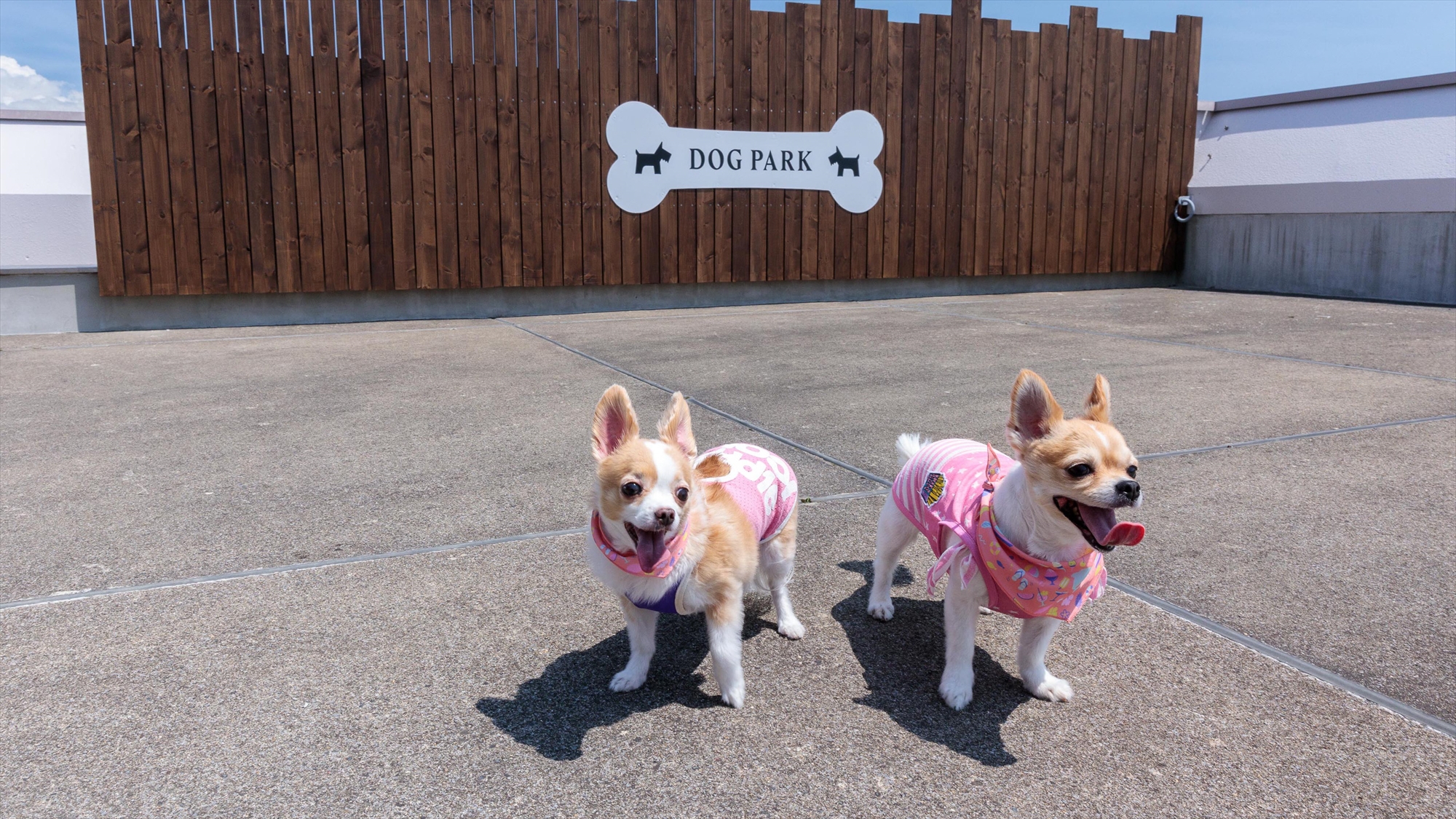 pet image 1