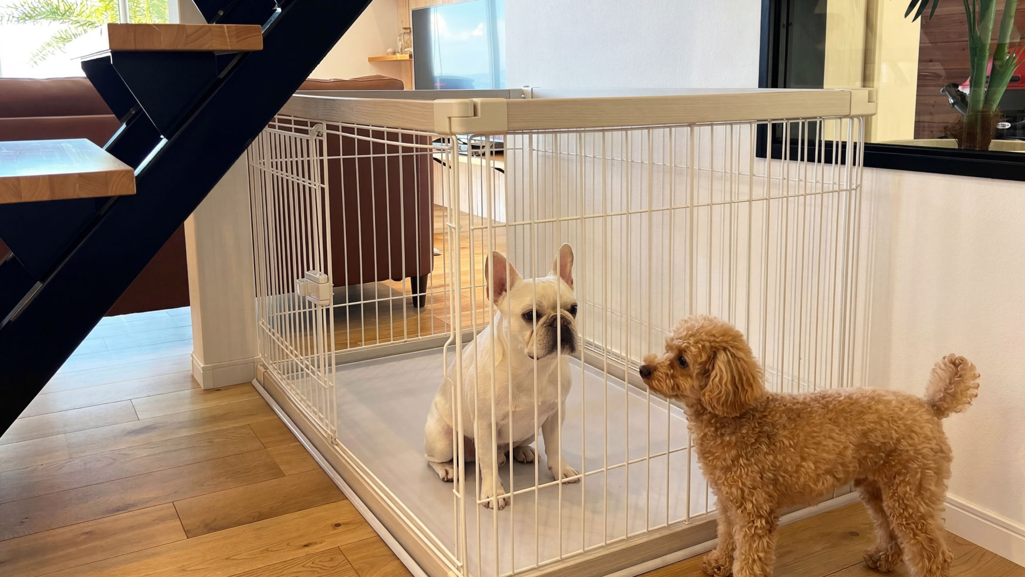 Ｙｕｒａ　ｄｅ　Ｈｏｕｓｅ＜淡路島＞ 愛犬との滞在写真 2