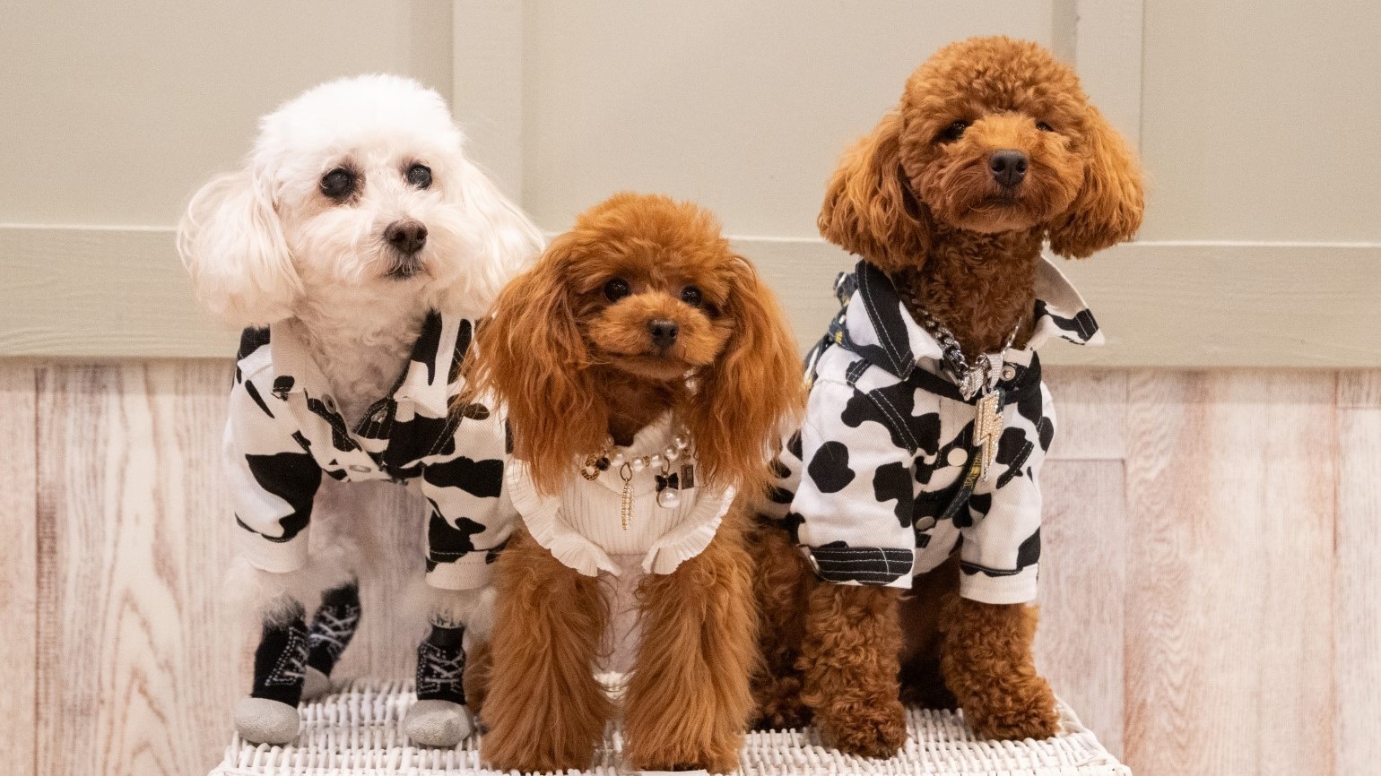 pet image 1