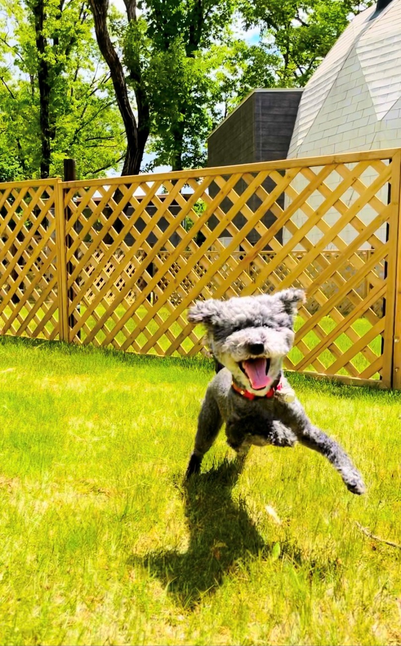 pet image 1