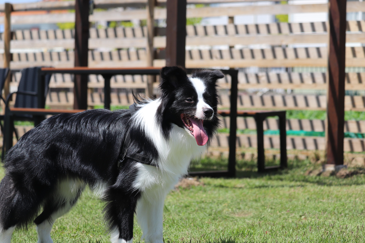 pet image 1