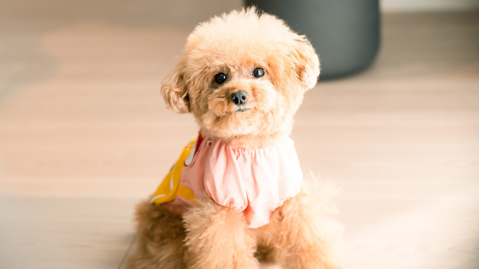 pet image 1
