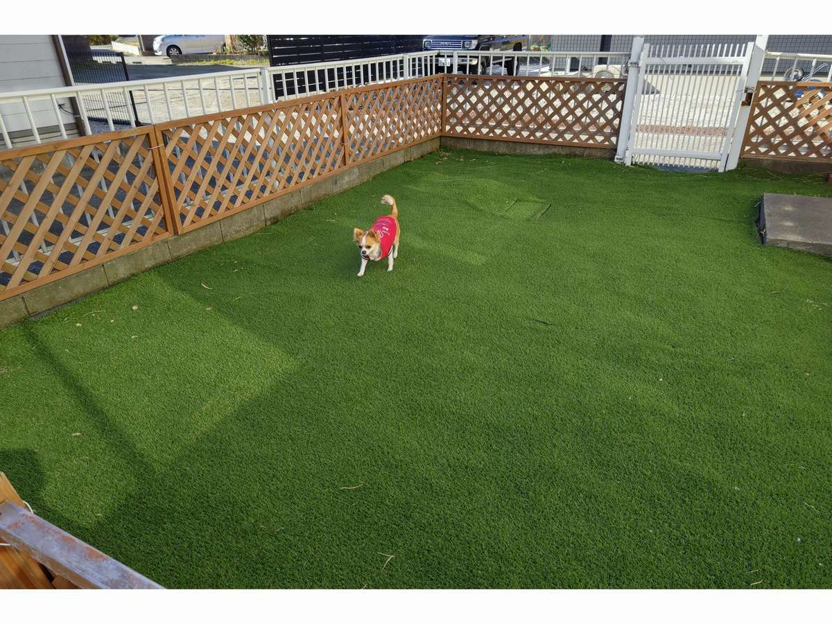 pet image 1