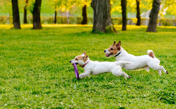pet image 1