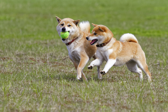pet image 1