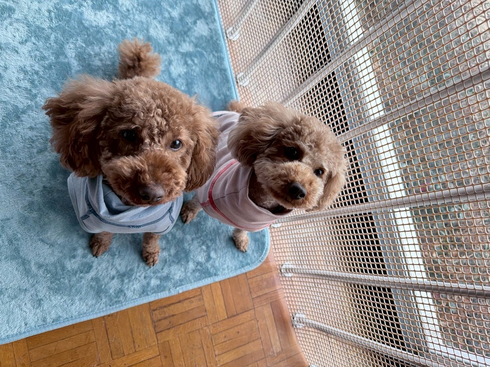 pet image 1