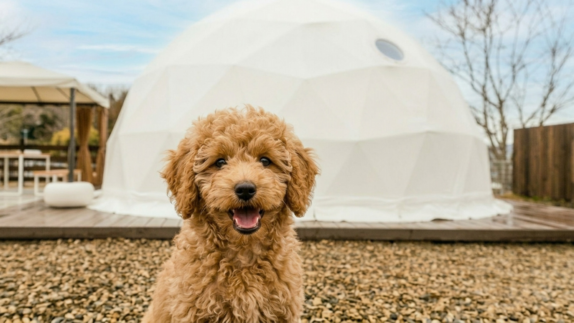 pet image 1