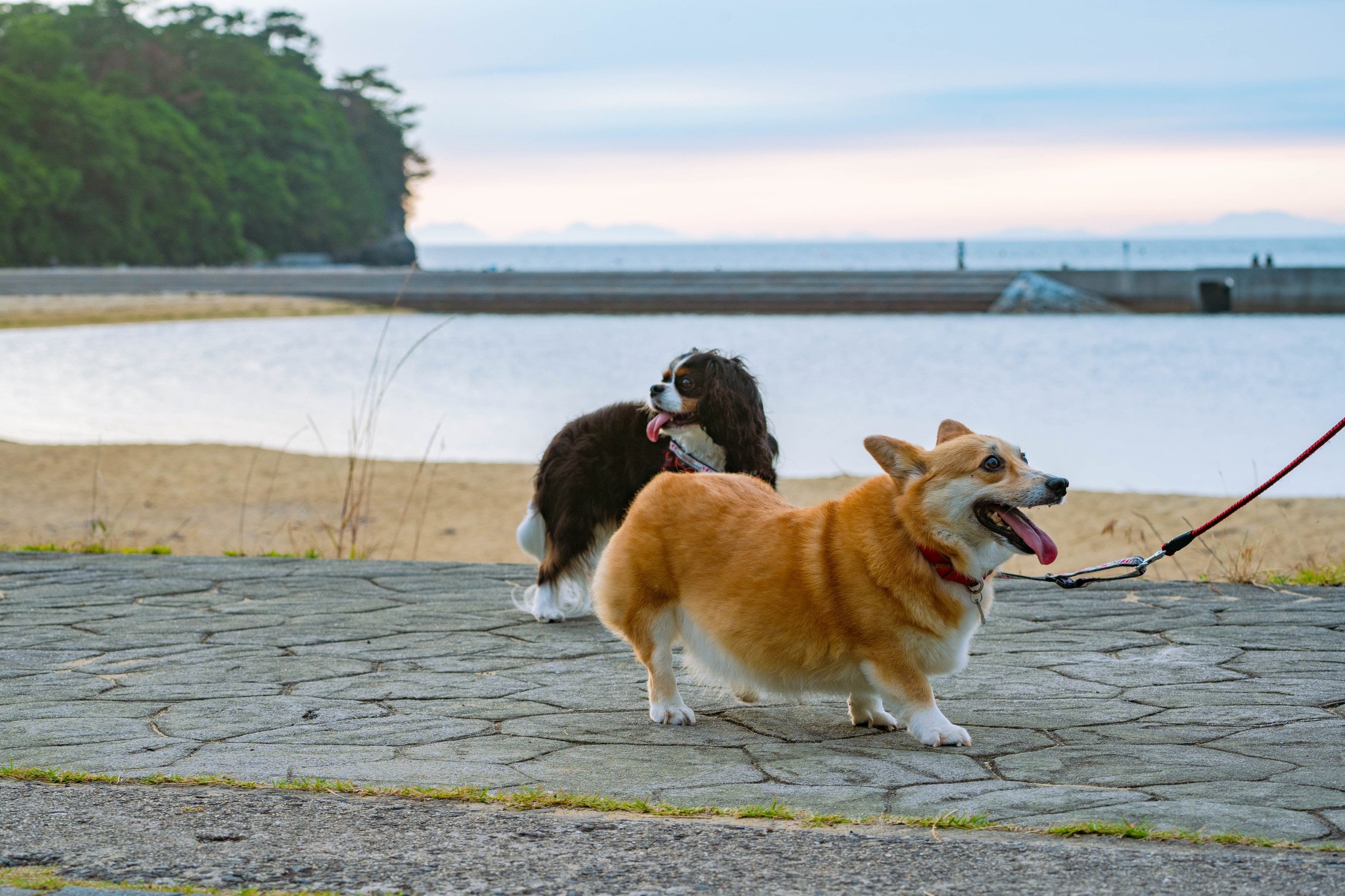 pet image 1