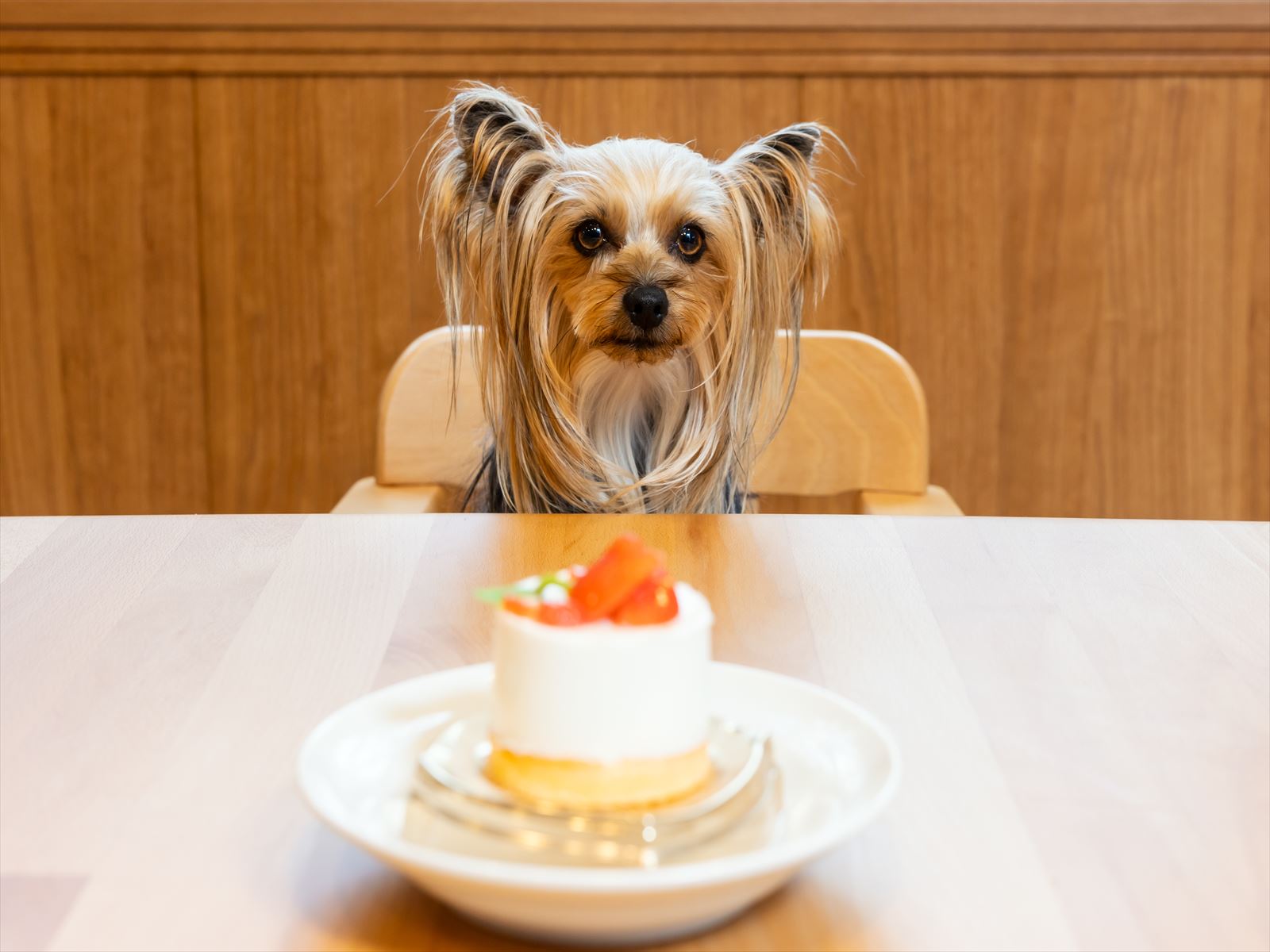 pet image 1