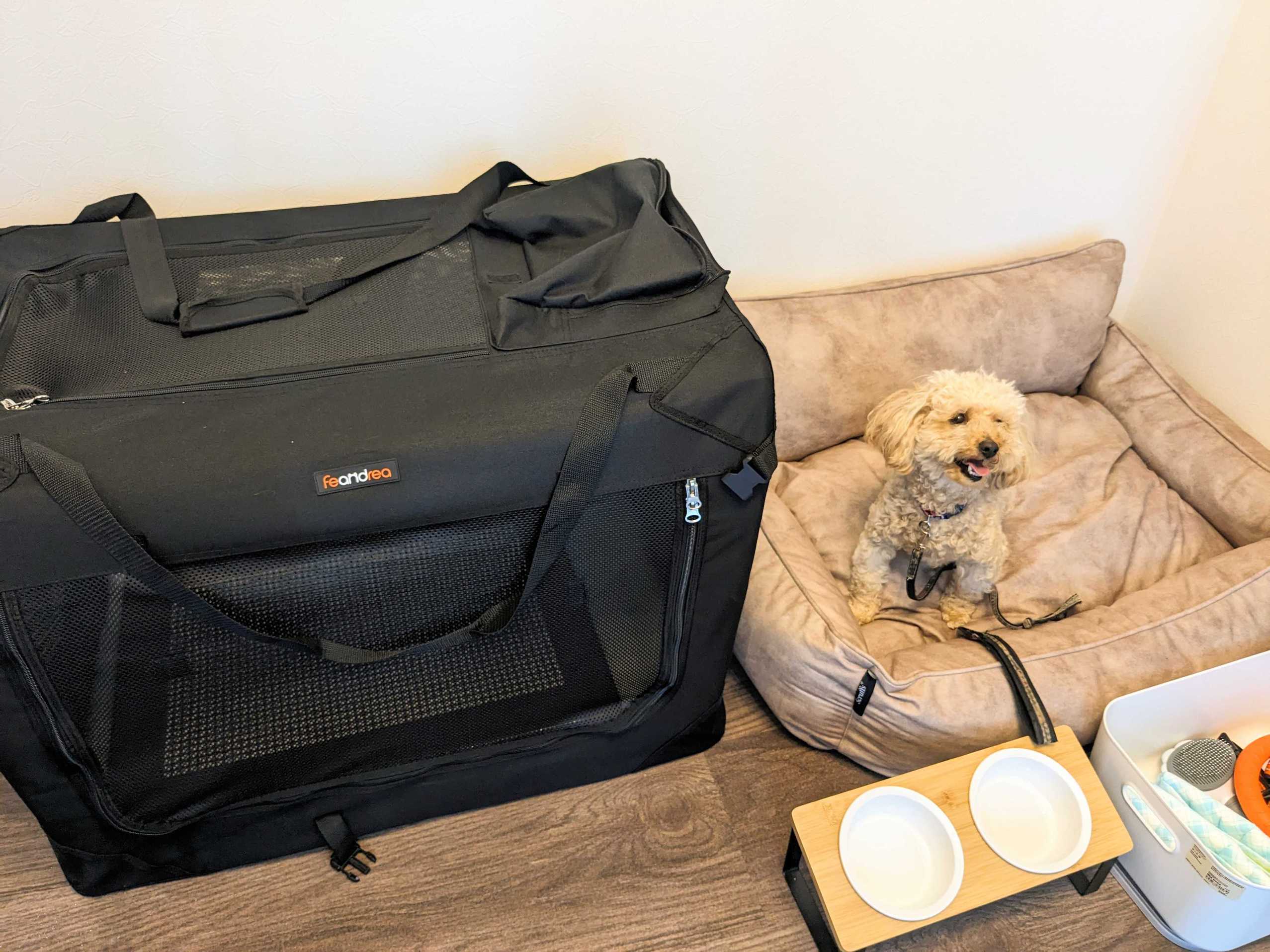 pet image 1