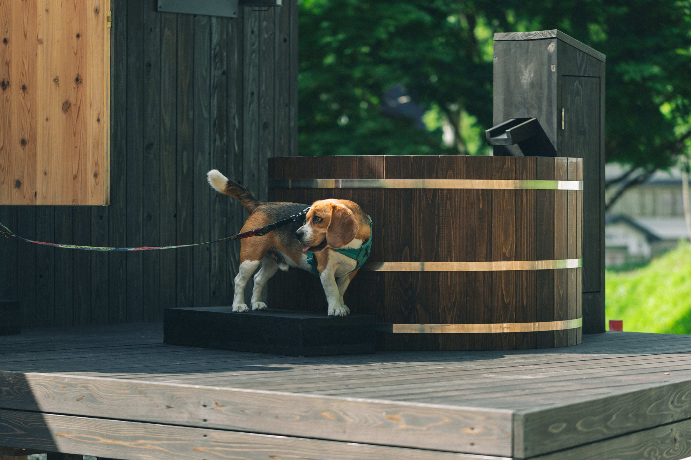pet image 1