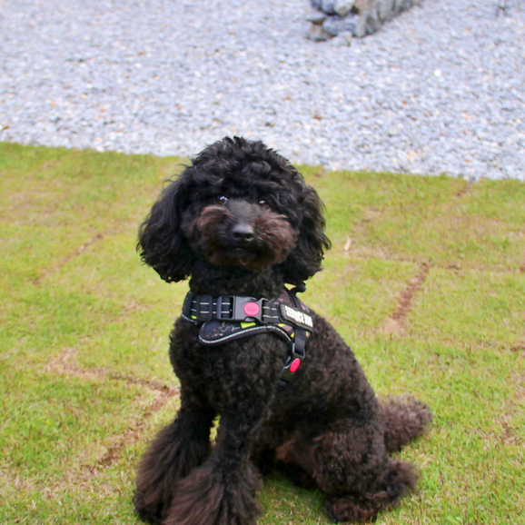 pet image 1