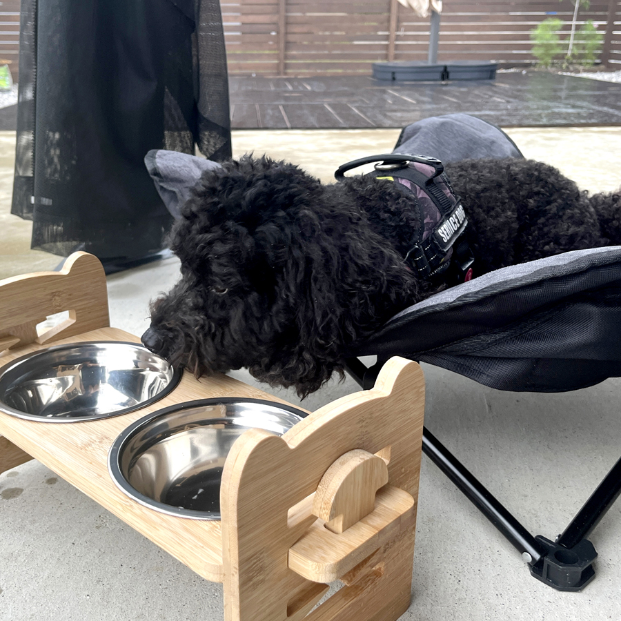 pet image 1