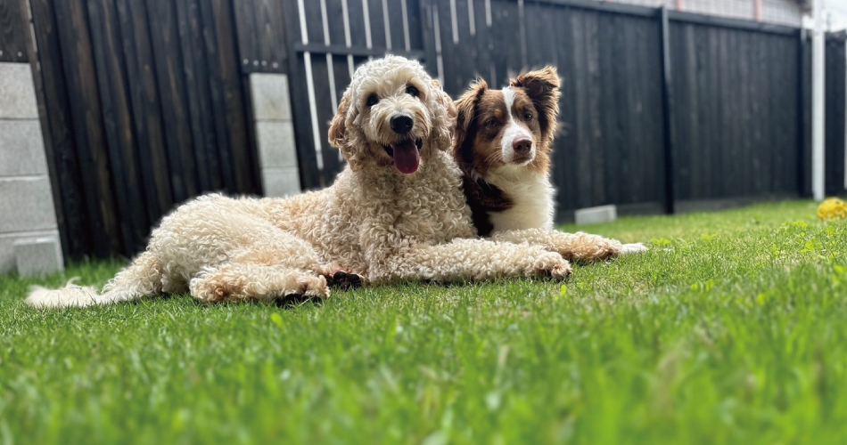 pet image 1