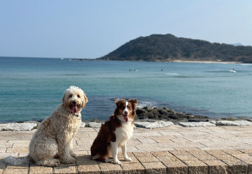 pet image 1