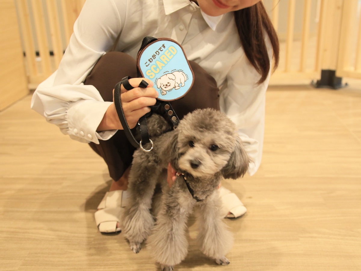 pet image 1