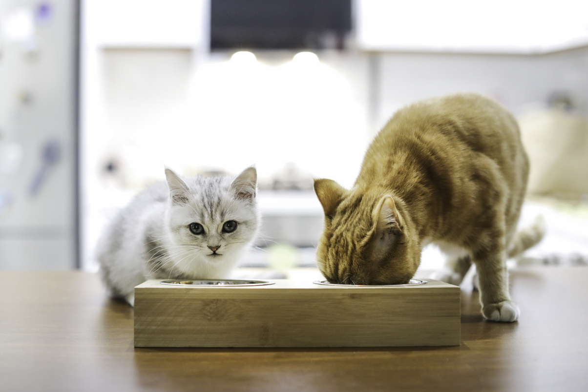pet image 1