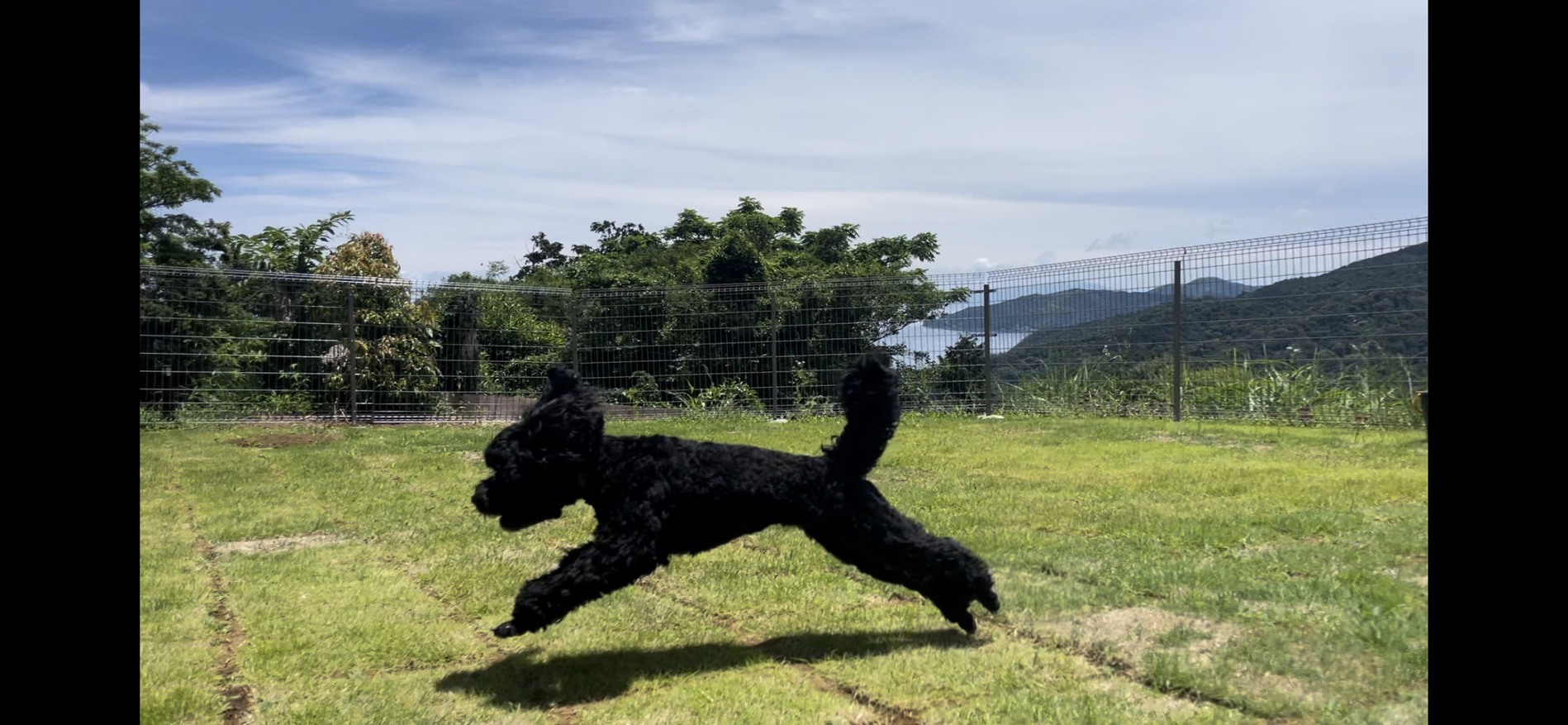 pet image 1